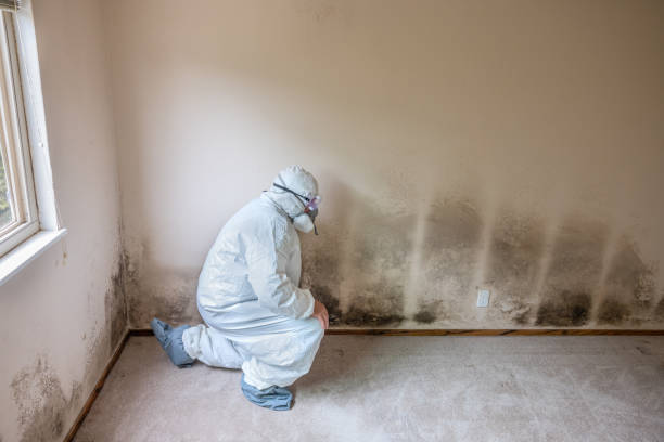 Best Crawl Space Mold Removal  in Big Beaver, PA